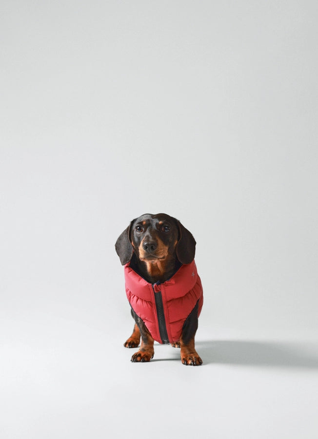 Hackett X Hugo Hudson Dog Puffer Jacket - Navy & Berry XS30