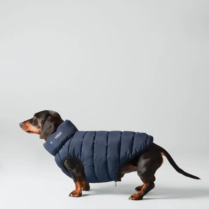 Hackett X Hugo Hudson Dog Puffer Jacket - Navy & Berry XS30