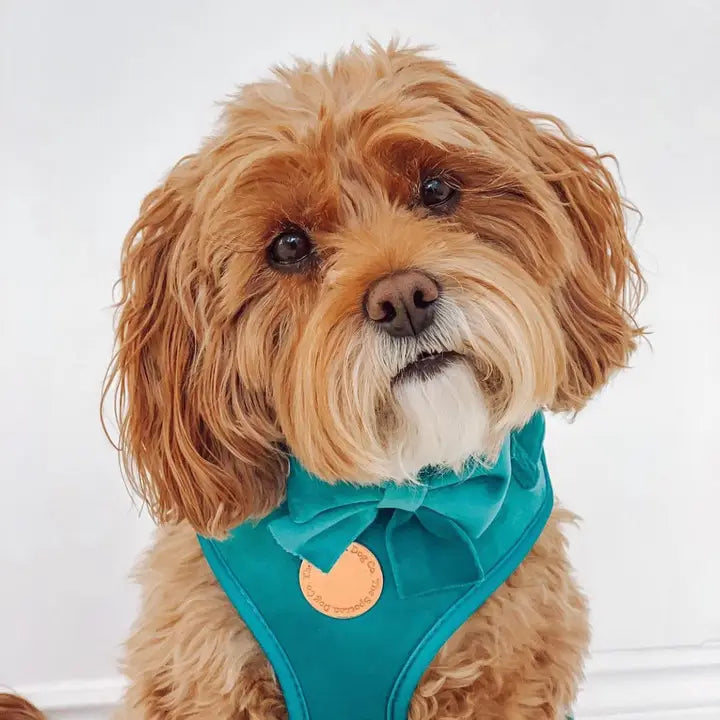 The Spotted Dog Company Jade Velvet Sailor Bow Tie