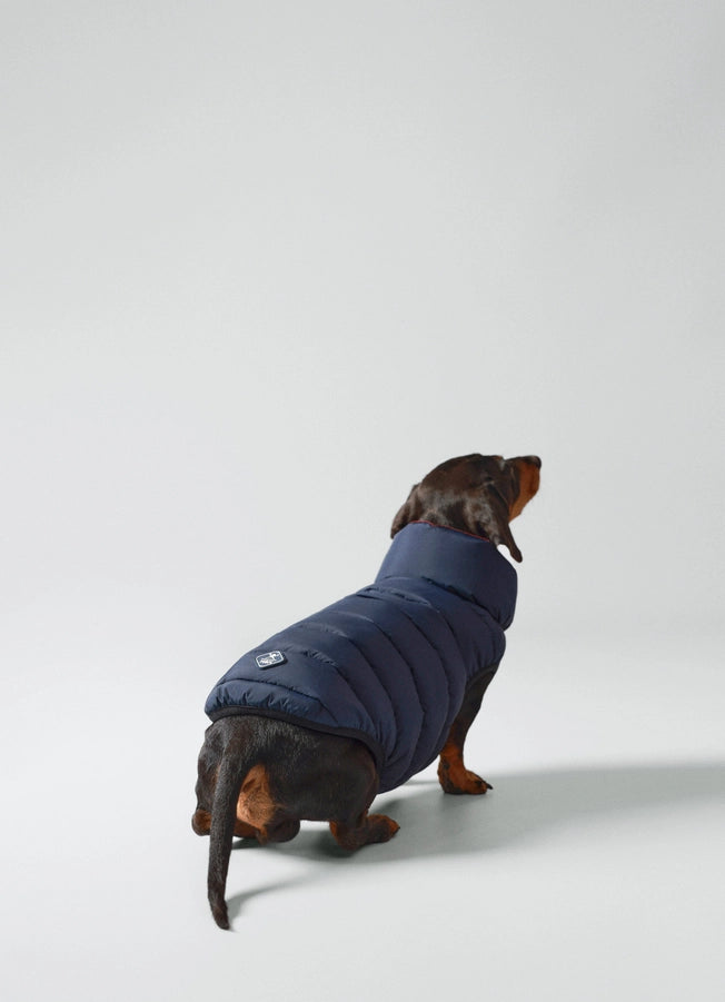 Hackett X Hugo Hudson Dog Puffer Jacket - Navy & Berry XS30