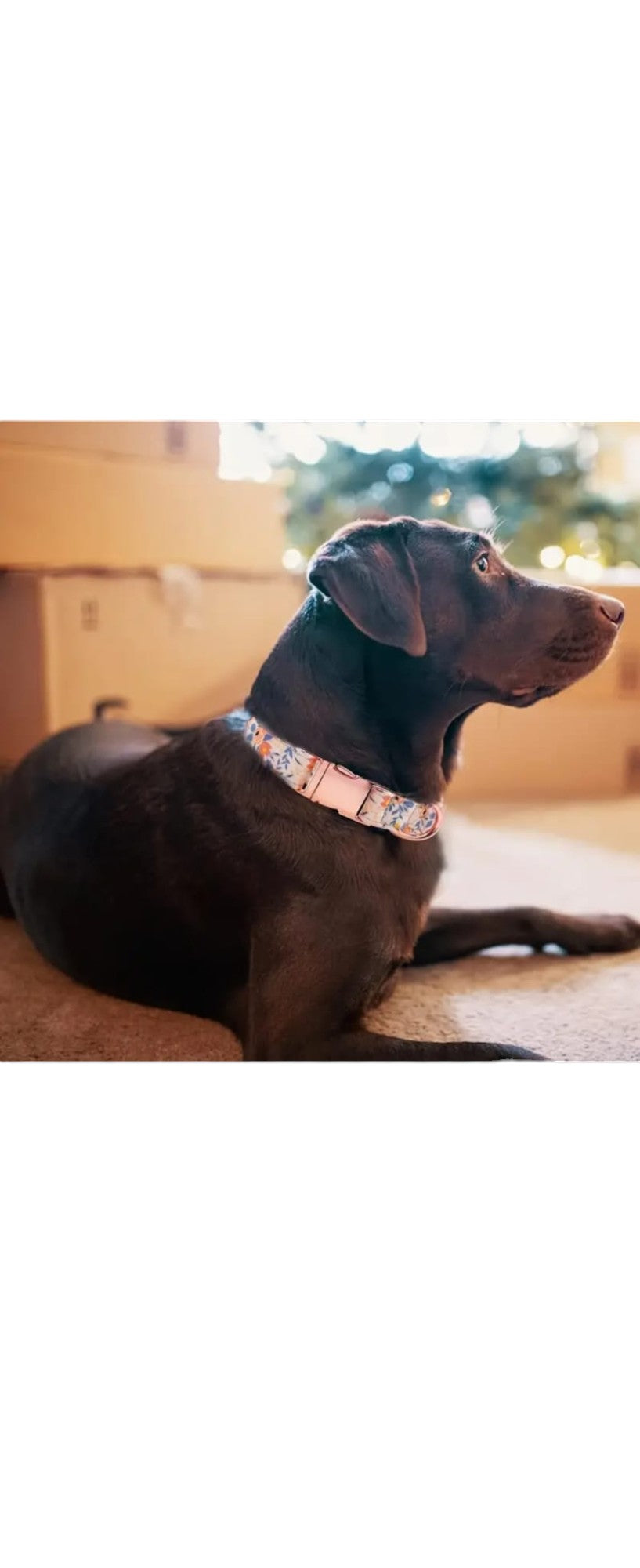 Dog Collar, Leash, Bow & Flower, Orange Flower Pattern S